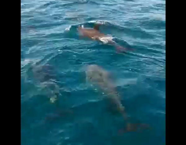 “Lần đầu tiên mình thấy cảnh đàn cá heo với số lượng nhiều như thế, rồi bơi theo tàu rất thích”, anh Duy chia sẻ.