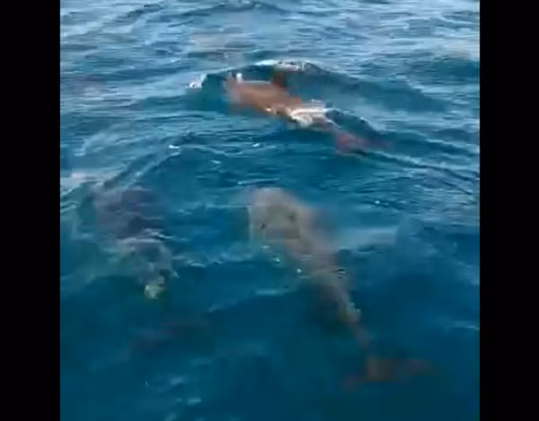 “Lần đầu tiên mình thấy cảnh đàn cá heo với số lượng nhiều như thế, rồi bơi theo tàu rất thích”, anh Duy chia sẻ.