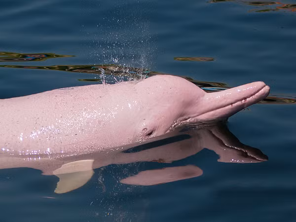 Đến tháng 1/2022, cộng đồng TikTok liên tục truyền tay nhau một đoạn video khác về cá heo hồng. Lần này không chỉ một con mà là cả đàn cùng ngoi lên ngụp xuống trên mặt biển, thu hút sự chú ý của nhóm ngư dân.