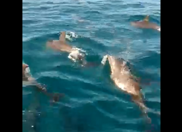 Tàu anh Duy chạy tới đâu thì đàn cá bơi theo đến đó. Mỗi con dài chừng 3m, chúng bơi và “nhảy múa” trên mặt nước, trông rất thích thú. Anh Duy đã dùng điện thoại quay lại cảnh này, và cố đánh lái cho thuyền bơi ra xa để tránh cho chúng bơi vào vùng nước cạn.