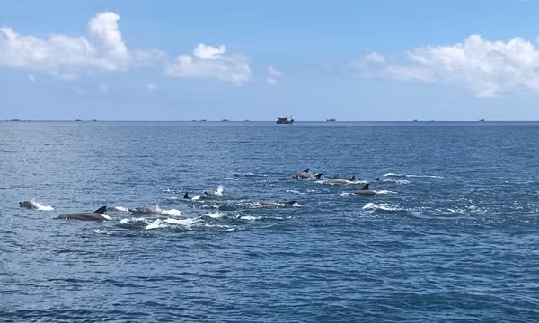 Vào tháng 9/2020, tại tỉnh Bình Thuận, nhiều người thích thú khi phát hiện đàn cá heo tung tăng bơi lội ở khu vực đảo Phú Quý. Theo người dân, ước tính đàn cá heo này lên đến 100 con.