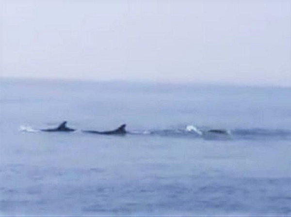 Đàn cá liên tục ngụp lặn rồi ngoi lên mặt nước biển nhiều lần. Cơ quan chức năng nhận định, có thể do biển động nên đàn cá heo đi vào biển Cửa Đại để trú tránh.