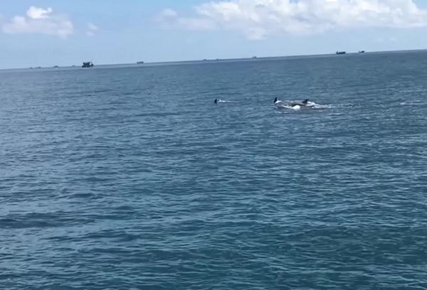 Được biết, đàn cá heo trăm con bơi lội gần cano du lịch trên đường du khách ra tham quan Hòn Tranh. Những con cá heo tung tăng rồi nhảy vọt lên khỏi mặt nước cách cano chừng vài chục mét.