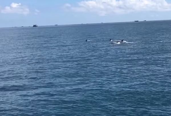 Được biết, đàn cá heo trăm con bơi lội gần cano du lịch trên đường du khách ra tham quan Hòn Tranh. Những con cá heo tung tăng rồi nhảy vọt lên khỏi mặt nước cách cano chừng vài chục mét.