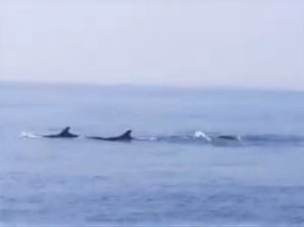 Đàn cá liên tục ngụp lặn rồi ngoi lên mặt nước biển nhiều lần. Cơ quan chức năng nhận định, có thể do biển động nên đàn cá heo đi vào biển Cửa Đại để trú tránh.