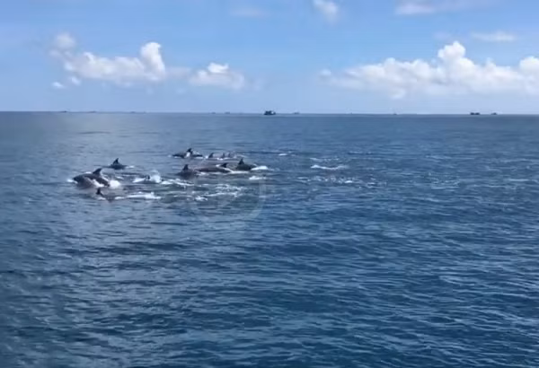 Bất ngờ trước hiện tượng lạ các du khách đã dùng điện thoại quay lại cảnh đàn cá, nghe tiếng vỗ tay, reo hò, những chú cá heo nhảy tung cao hơn như nô đùa với du khách.