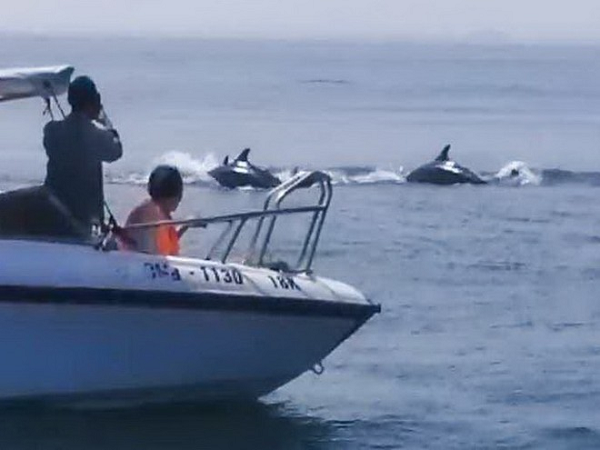 Tháng 10/2019 người dân và du khách vô cùng phấn khích khi xuất hiện đàn cá heo khoảng 100 con bơi tung tăng trên vùng biển cách phường Cửa Đại, TP Hội An khoảng 3 km.