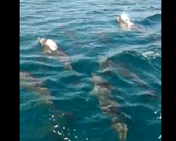 Sáng 18/6, Ngư dân Đào Nhật Duy ở Vạn Ninh cho biết khi anh đang lái tàu ra khu vực Hòn Gầm, trên vịnh Vân Phong, thì thấy cảnh đàn cá heo xuất hiện.