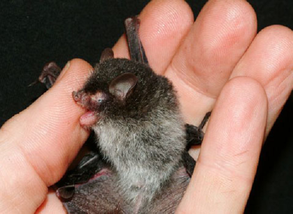 Dơi quỷ, rắn mắt màu ngọc đỏ, ếch bay ma cà rồng được phát hiện ở Việt Nam. Chúng có tên trong danh sách 9 loài động vật kỳ lạ do tạp chí National Geographic công bố.