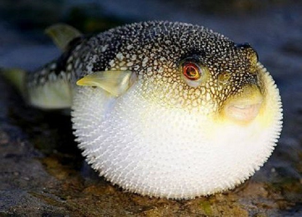 Cá nóc nước ngọt có tên khoa học là Chelolodon fluviatilis có thể phình to ra như một quả bóng trơn nhẫy khiến cho không kẻ thù nào có thể nuốt chúng vào bụng. Tại Việt Nam, chúng còn được gọi là cá nóc xanh, cá nóc da beo, cá nóc da báo.