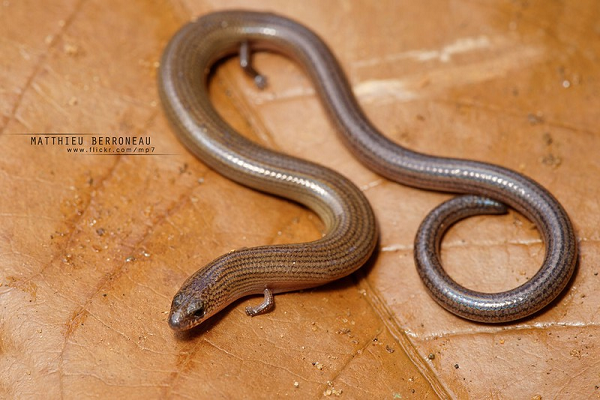 Thằn lằn chân ngắn (Lygosoma quadrupes) có những cái chân nhỏ hầu như là vô dụng. Cách di chuyển chủ yếu của chúng là trườn như loài rắn. Chúng thường được tìm thấy trong các khúc gỗ mục và thức ăn là mối và ấu trùng.