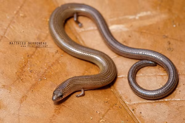 Thằn lằn chân ngắn (Lygosoma quadrupes) có những cái chân nhỏ hầu như là vô dụng. Cách di chuyển chủ yếu của chúng là trườn như loài rắn. Chúng thường được tìm thấy trong các khúc gỗ mục và thức ăn là mối và ấu trùng.