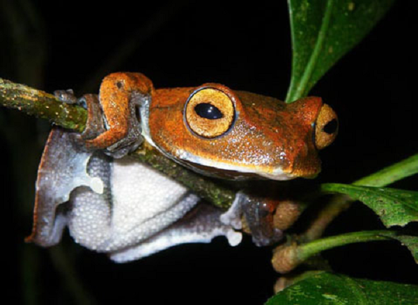 Ếch bay ma cà rồng được các nhà khoa học phát hiện trong một số khu rừng Việt Nam, có tên khoa học là Rhacophorus vampyrus. Tên gọi này xuất phát từ đặc điểm của những chiếc răng nanh màu đen lạ của chúng. Loài này dài khoảng 5cm và chỉ sống ở các khu rừng nhiệt đới ở miền nam Việt Nam.