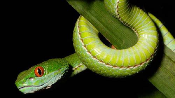 Rắn mắt màu ngọc đỏ có tên khoa học Cryptelytrops rubeus, sống ẩn nấp trong các khu rừng gần TP HCM, các ngọn đồi thấp ở miền nam Việt Nam và miền đông Campuchia.