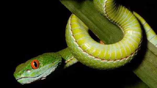 Rắn mắt màu ngọc đỏ có tên khoa học Cryptelytrops rubeus, sống ẩn nấp trong các khu rừng gần TP HCM, các ngọn đồi thấp ở miền nam Việt Nam và miền đông Campuchia.