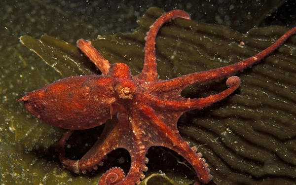 Một số quá trình liên quan đến các gien nhảy đặc biệt quan trọng trong việc giúp con người có khả năng nhận thức, học tập và trí nhớ vượt xa các sinh vật khác trên Trái Đất.