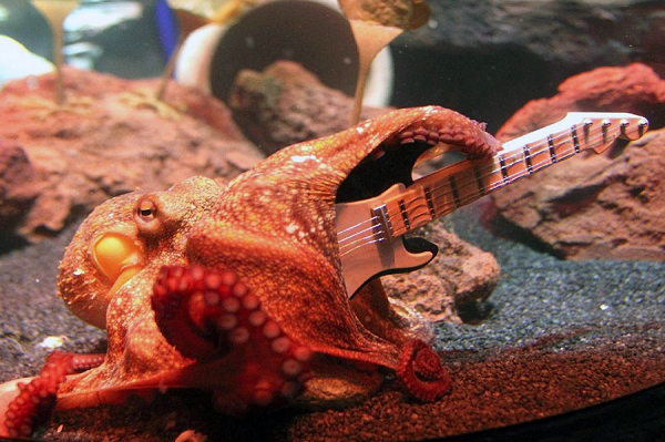 Năm 2018, 33 nhà sinh vật học danh tiếng khắp thế giới thực hiện đã kết luận bạch tuộc là "con lai" của một sinh vật ngoài hành tinh bí ẩn nào đó nên được di truyền trí thông minh đặc biệt.