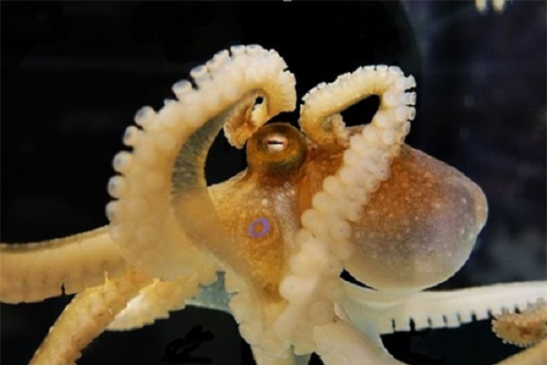 Do đó, bạch tuộc được cho là có 9 bộ não - một bộ não hình chiếc bánh rán trong đầu và 8 bộ "não nhỏ" khác nằm trong mỗi xúc tu.