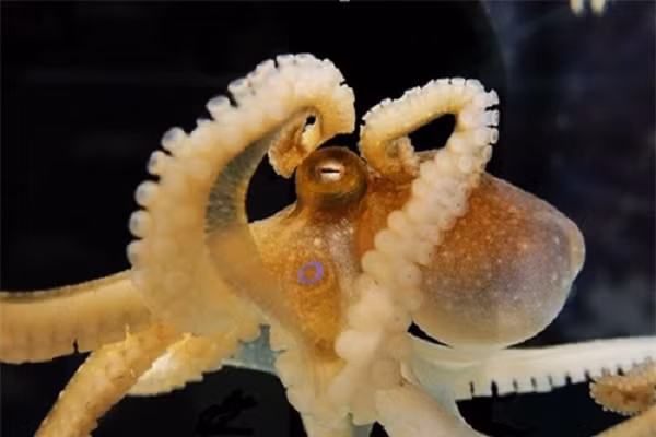 Do đó, bạch tuộc được cho là có 9 bộ não - một bộ não hình chiếc bánh rán trong đầu và 8 bộ "não nhỏ" khác nằm trong mỗi xúc tu.