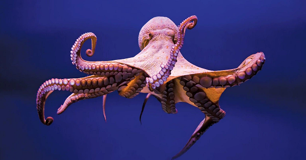 Nhóm khoa học gia dẫn đầu bởi tiến sĩ Remo Sanges từ Trường Đại học Quốc tế về Nghiên cứu cao cấp (SISSA) ở Trieste và tiến sĩ Graziano Fiorito từ Trạm Động vật Anton Dohrn ở Naples (Ý) mới đây đã phát hiện bí mật bên trong bộ não của Bạch Tuộc.