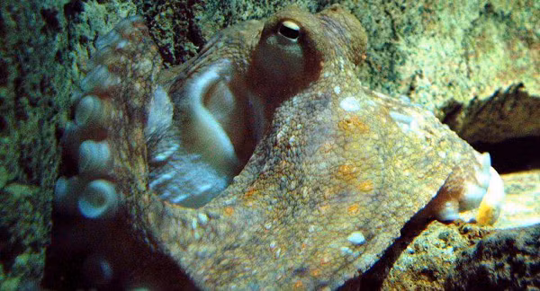 Một số loài bạch tuộc còn có thể thay đổi màu sắc, hình dáng, và thậm chí cả chuyển động để đánh lừa những kẻ săn mồi. Nghiên cứu cho thấy chúng có thể bắt chước ít nhất 15 loài khác nhau.