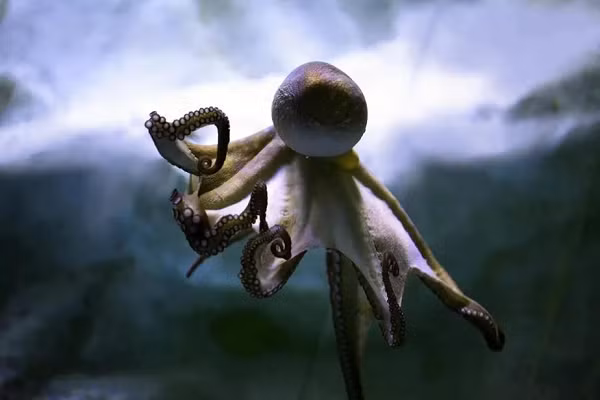 Các nhà khoa học tin rằng mỗi con bạch tuộc đều mang một cá tính riêng. Các nhà nghiên cứu thậm chí còn đưa ra giả thuyết rằng bạch tuộc còn di truyền lại tính cách của chúng cho thế hệ sau.