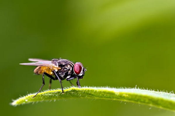 Ruồi gây bệnh dịch tả cũng được người Nhật sử dụng trong Thế chiến II. Chúng cho thấy hiệu quả thấp hơn so với bọ chét dịch hạch và chủ yếu được dùng như một vũ khí dự phòng.