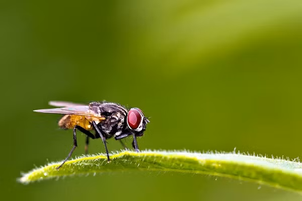 Ruồi gây bệnh dịch tả cũng được người Nhật sử dụng trong Thế chiến II. Chúng cho thấy hiệu quả thấp hơn so với bọ chét dịch hạch và chủ yếu được dùng như một vũ khí dự phòng.