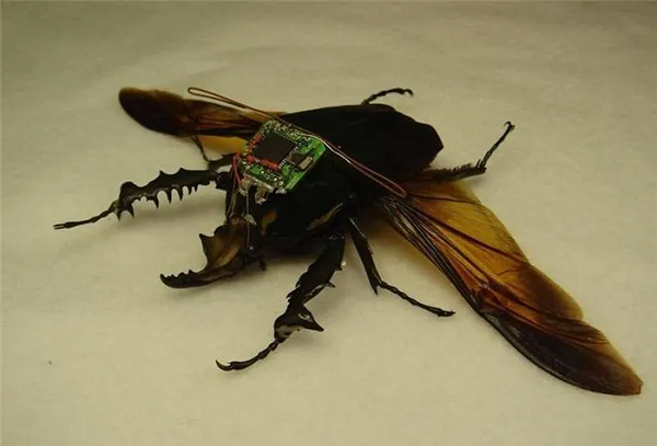 Côn trùng điều khiển từ xa được coi là một vũ khí tình báo lợi hại, không phải để gây sát thương. Sau khi cấy các điện cực vào não của một con côn trùng, người ta có dùng chúng làm trinh sát cho các cuộc chiến đấu rất hiệu quả.