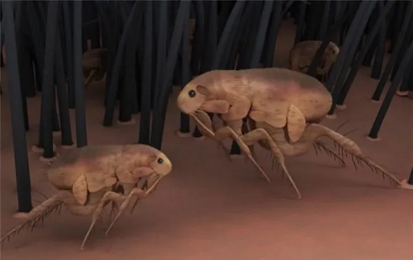 Đầu tiên chúng được thử nghiệm trên các tù nhân và sau đó phân tán bằng cách sử dụng bom đặc biệt trên lãnh thổ Trung Quốc. Hậu quả của dịch bệnh bùng phát đã khiến khoảng 500 nghìn người chết.