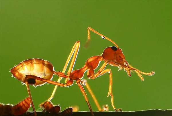 Người miền núi thường dùng trứng kiến nấu với măng sặt thì người Bình Định lại dùng nó để tạo ra món nộm trứng kiến vàng xào với dưa leo, ớt, bưởi và phần đài hoa đực của mít thái mỏng.