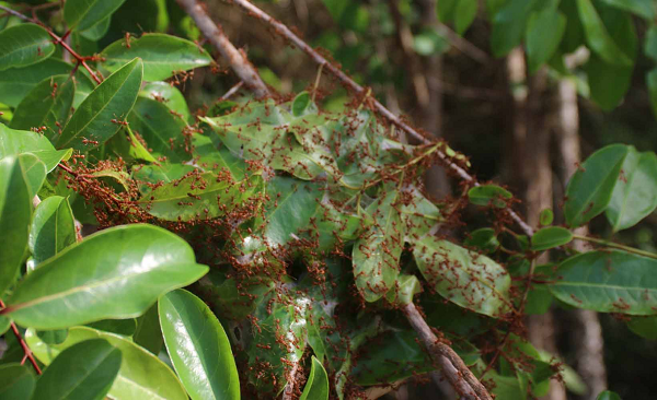 Ở Củ Chi thì dùng trứng kiến vàng để trộn gỏi đu đủ, làm gỏi bưởi hay nấu canh chua lá giang. Ở Tây Nguyên vì có nhiều người dân tộc thiểu số nên trứng kiến sẽ được chế biến làm canh chua đặc trưng.