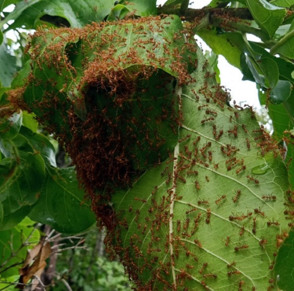Trên thị trường, muối kiến vàng hiện đang có giá trên 350 nghìn đồng/kg, thậm chí có nơi bán với giá 1 triệu đồng/kg.