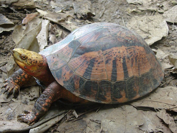 Rùa hộp trán vàng được xếp trong 50 loài nguy cấp nhất thế giới cần bảo tồn và nằm trong top 3 những loài rùa có giá trị nhất hiện tại. Rùa hộp trán vàng có tên khoa học là Cuora galbinifrons.