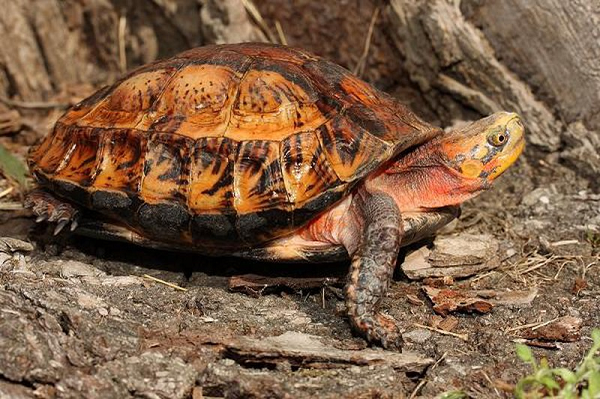 Trong đó bao gồm 1 cá thể khỉ đuôi lợn và 1 cá thể rùa hộp trán vàng miền Bắc. Trung tâm Cứu hộ, bảo tồn và Phát triển sinh vật thuộc Ban quản lý Vườn quốc gia Phong Nha-Kẻ Bàng tiếp nhận các con vật và tiến hành chăm sóc, cứu hộ.