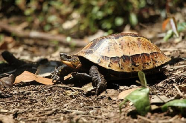 Chính nhờ chiếc yếm đặc biệt này mà rùa hộp trán vàng có khả năng "đóng hộp" chính mình. Thức ăn yêu thích của rùa hộp trán vàng là giun đất, cá, thịt, chuối chín và các loại rau và có tập tính bới đất để vùi trứng trước khi đẻ.