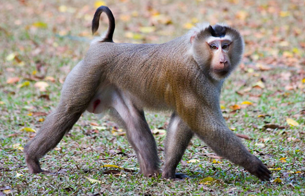 Khỉ đuôi lợn có bộ lông màu nâu nhạt, đỉnh đầu dẹt với màu lông nâu đậm, hai bên má lông dài, rậm, màu hung sáng phủ gần kín tai tạo thành đĩa mặt.