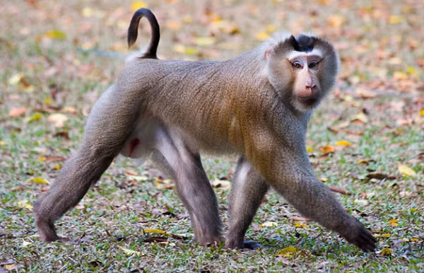 Khỉ đuôi lợn có bộ lông màu nâu nhạt, đỉnh đầu dẹt với màu lông nâu đậm, hai bên má lông dài, rậm, màu hung sáng phủ gần kín tai tạo thành đĩa mặt.