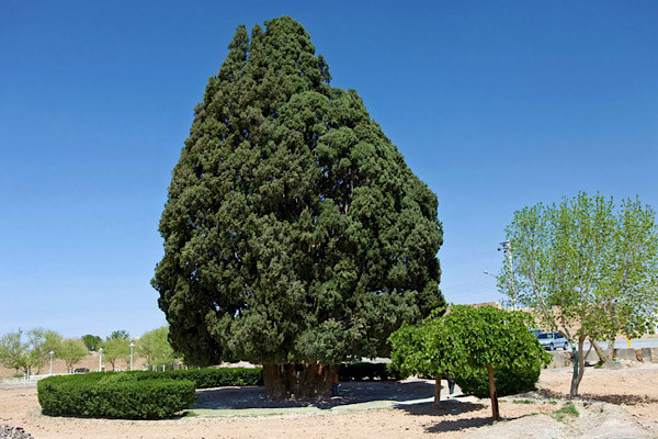 Cây Sarv-e Abarqu, hay Zoroastrian Sarv, là một cây bách ở tỉnh Yazd, Iran. Cây có độ tuổi ít nhất là 4.000 năm tuổi.