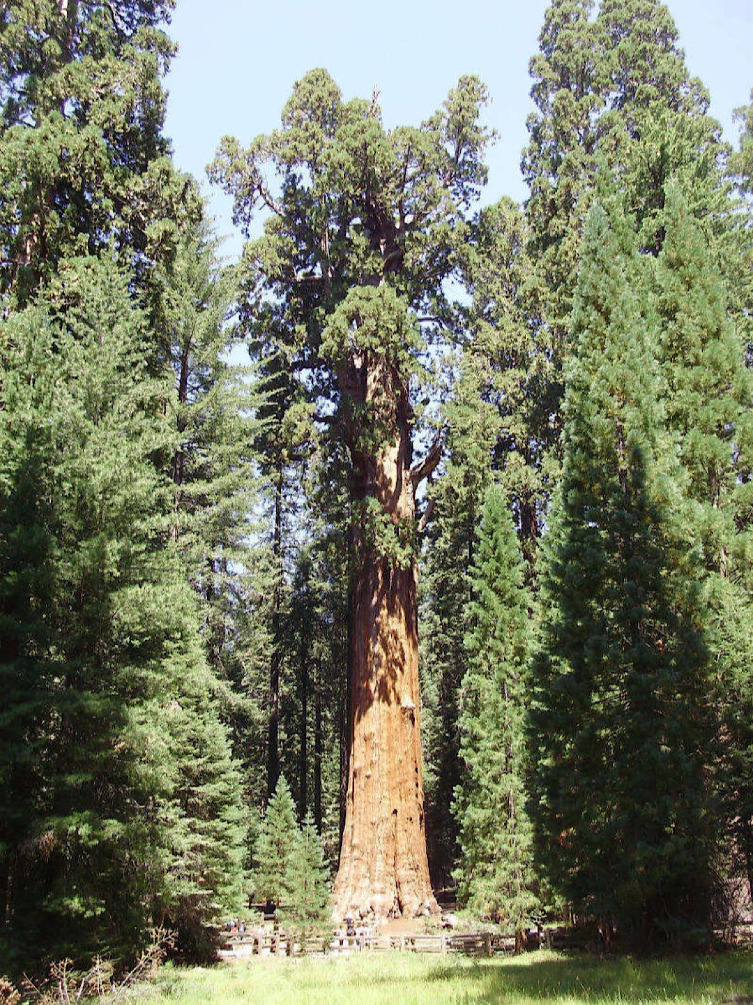 General Sherman là cây củ tùng tại Vườn Quốc gia Sequoia, California, Mỹ, có tuổi thọ khoảng 2.500 năm tuổi.