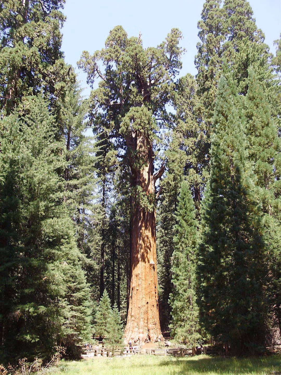 General Sherman là cây củ tùng tại Vườn Quốc gia Sequoia, California, Mỹ, có tuổi thọ khoảng 2.500 năm tuổi.