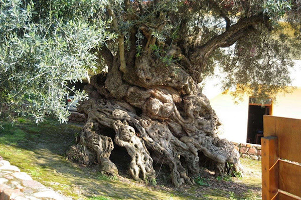 Cây ô-liu Vouves mọc trên đảo Crete, Hy Lạp là một trong 7 cây ô-liu có tuổi thọ lớn nhất Địa Trung Hải. Theo ước tính của các nhà khoa học, cây hơn 3.000 năm tuổi nhưng hiện tại vẫn sống khỏe mạnh.
