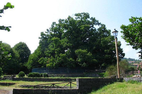Cây hạt dẻ lớn nhất và lâu đời nhất thế giới mọc trên ngọn núi lửa Etna, Sicily, Italy. Độ tuổi của cây ước tính khoảng 2.000 - 4.000 năm.