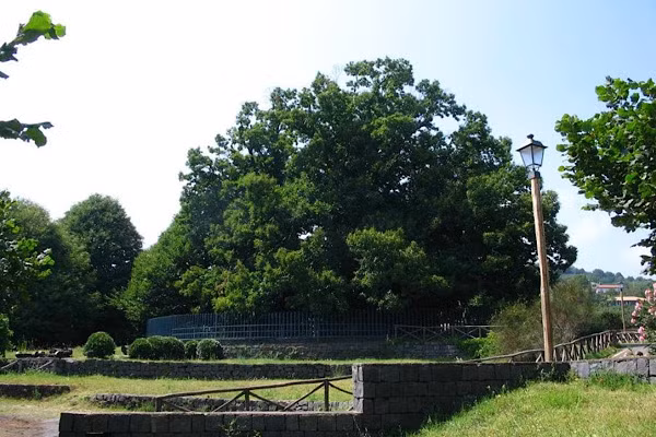 Cây hạt dẻ lớn nhất và lâu đời nhất thế giới mọc trên ngọn núi lửa Etna, Sicily, Italy. Độ tuổi của cây ước tính khoảng 2.000 - 4.000 năm.