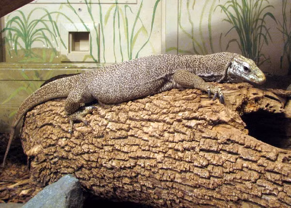 Không giống như các loài thuộc họ thằn lằn khác, kỳ đà vân có khả năng thích ứng với nhiều môi trường sống khác nhau. Chúng có thể sinh sống ở các vùng sa mạc, khu rừng nhiệt đới và thậm chí là ở những vùng có mùa đông.