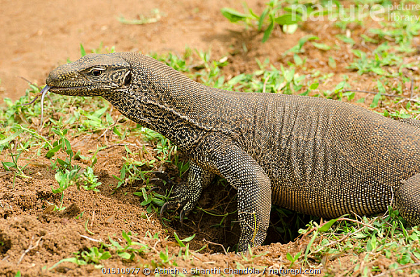 Thời điểm tiếp nhận, con vật khỏe mạnh được đưa về trung tâm cứu hộ rồi tái thả về tự nhiên. Kỳ đà vân có tên khoa học là Varanus bengalensis, loài kỳ đà cỡ lớn sống trên cạn, phân bố chủ yếu ở vùng Nam Á và Đông Nam Á.