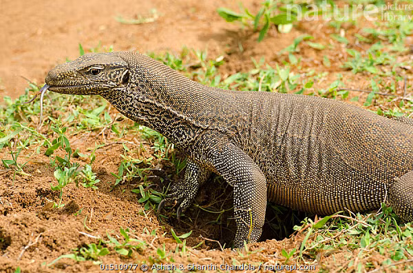 Thời điểm tiếp nhận, con vật khỏe mạnh được đưa về trung tâm cứu hộ rồi tái thả về tự nhiên. Kỳ đà vân có tên khoa học là Varanus bengalensis, loài kỳ đà cỡ lớn sống trên cạn, phân bố chủ yếu ở vùng Nam Á và Đông Nam Á.