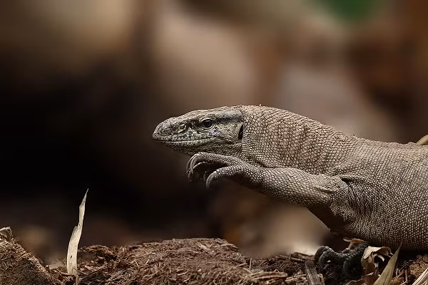 Có thể nói hình dáng của loài kỳ đà này giống như một con thạch sùng hay kỳ nhông cỡ lớn. Kỳ đà vân có cái cổ và đuôi dài, bộ chân khỏe, tứ chi phát triển. Chiếc đầu hình tam giác và nhọn dần về phía mõm, thân hình trông khá nặng nề.