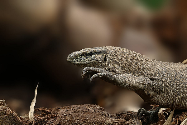 Có thể nói hình dáng của loài kỳ đà này giống như một con thạch sùng hay kỳ nhông cỡ lớn. Kỳ đà vân có cái cổ và đuôi dài, bộ chân khỏe, tứ chi phát triển. Chiếc đầu hình tam giác và nhọn dần về phía mõm, thân hình trông khá nặng nề.