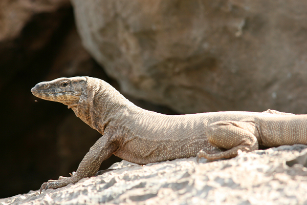Sinh vật này thường sống đơn độc trên mặt đất, tuy nhiên có một số trường hợp kỳ đà vân được nhìn thấy trên cây. Phần lớn thời gian ban ngày của chúng dùng để di chuyển và tìm kiếm con mồi.